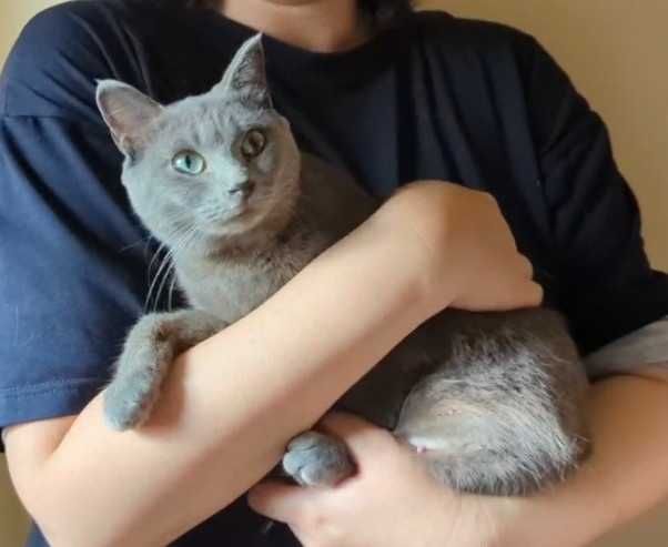 Нежная кошечка ищет дом