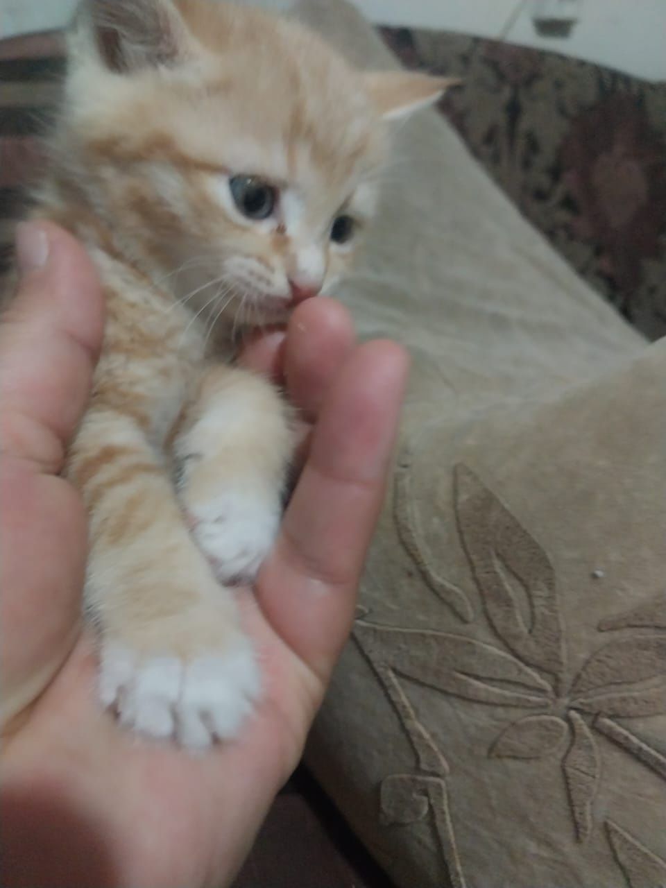 котенок 2 мес, 2 мальчика