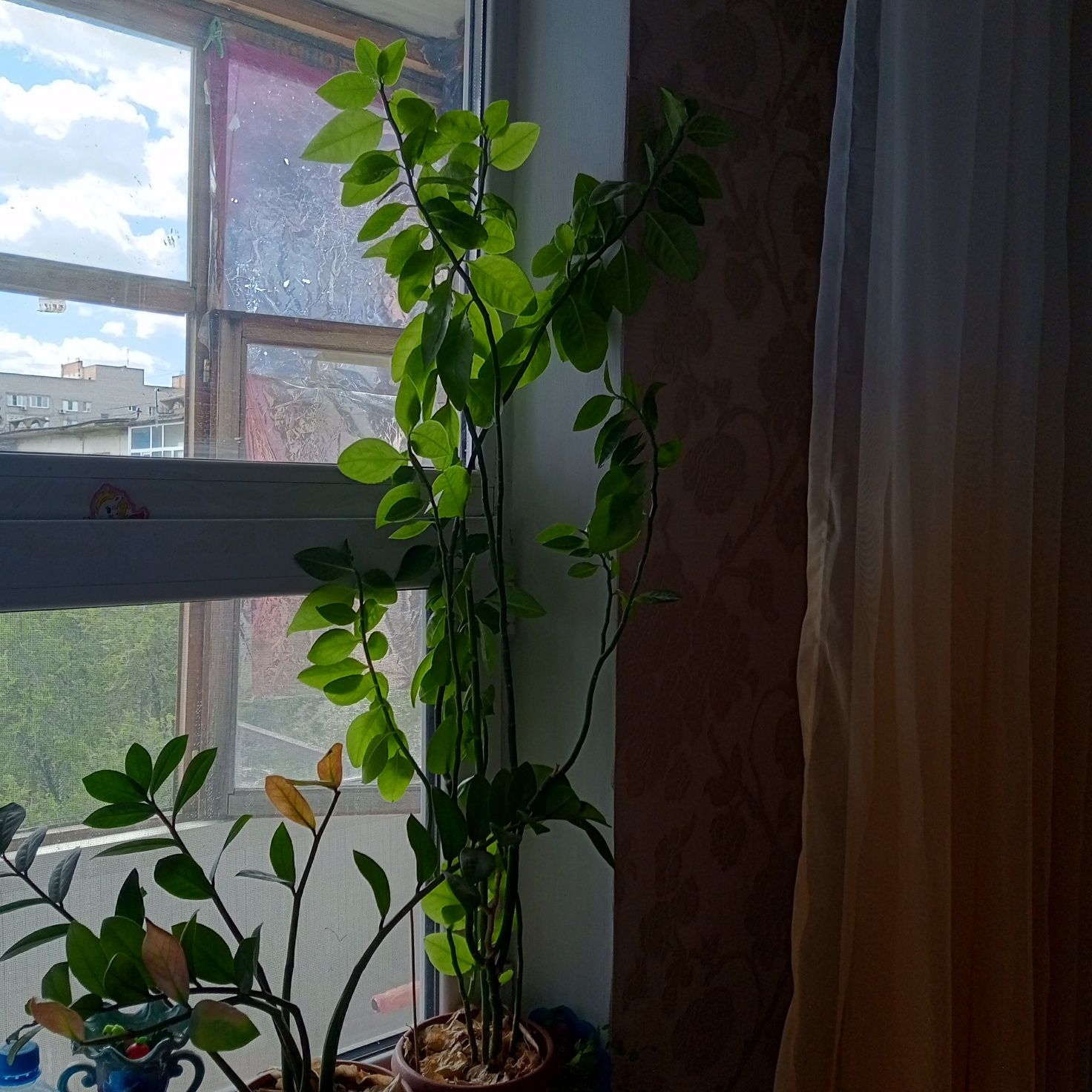 Фикус цветы комнатные