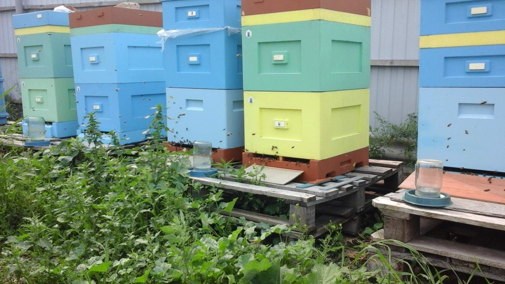 Продам свежий мед разнотравие