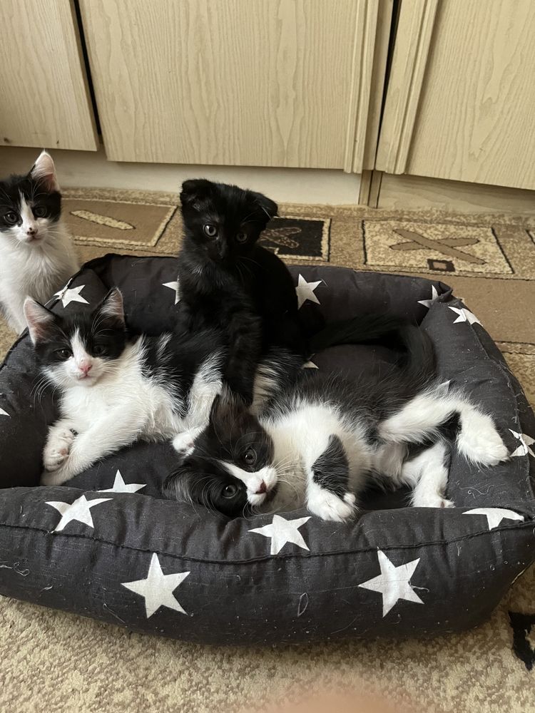 Котята бесплатно