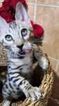 Bengal - kittens ! ГОТОВЫЕ КОТЯТА- серебро и золото