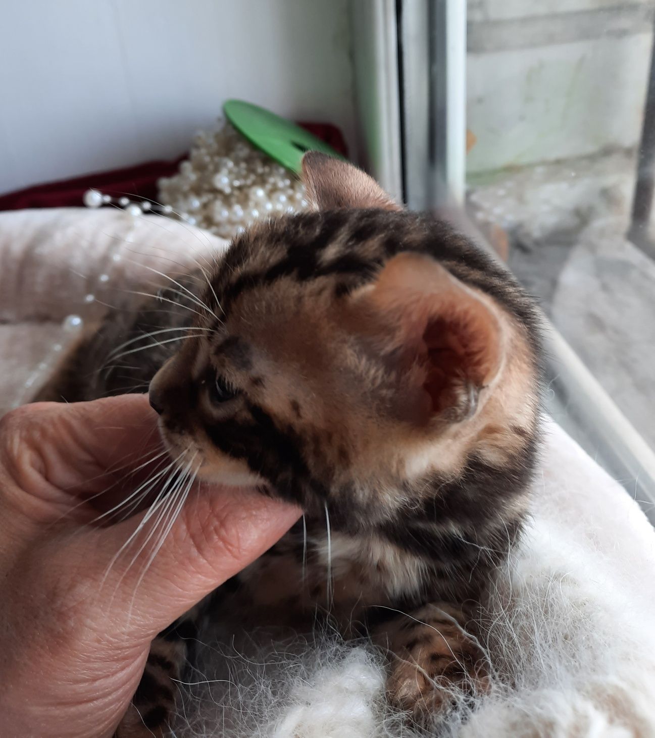 Бенгальские кошки в Астане