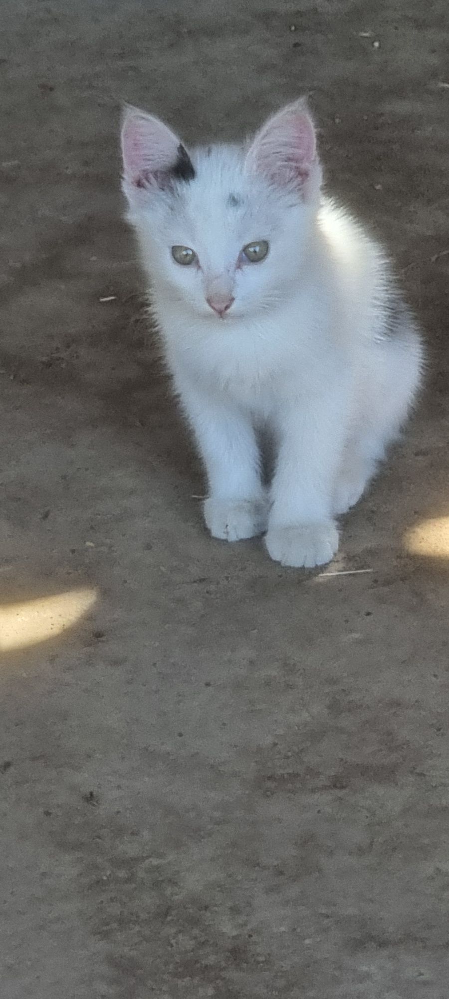Кошка с котятами бесплатно