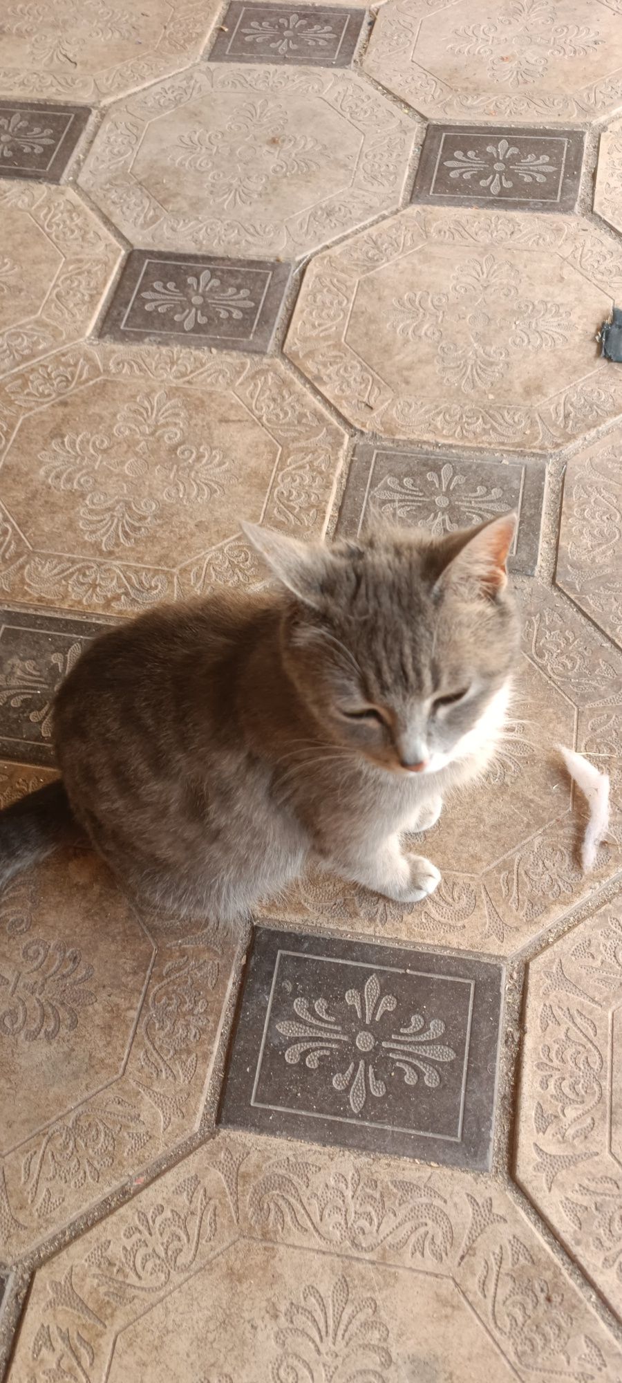 Котята очень красивые