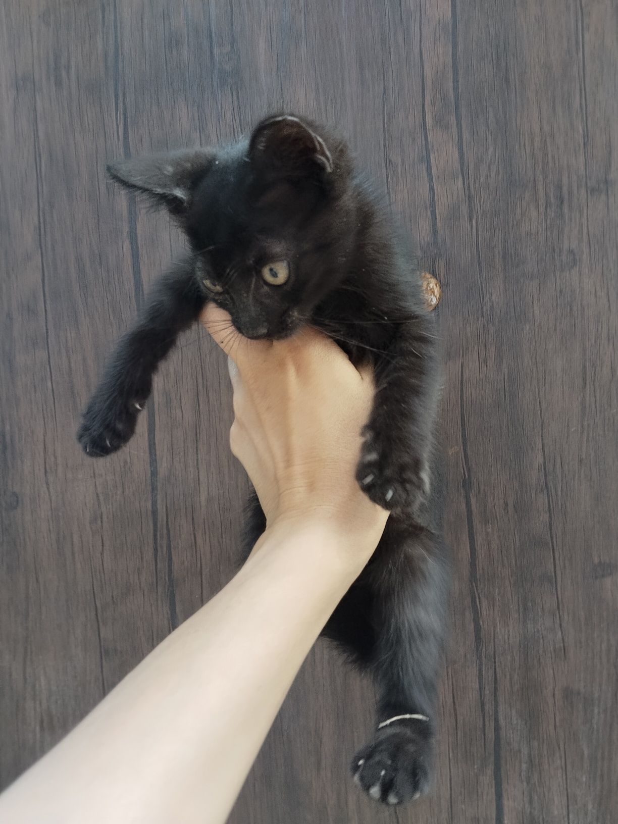Отдам котят мальчики бесплатно