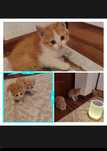 Котята, отдам в добрые руки