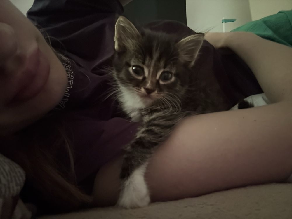 Котята двух месячные