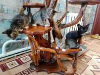 Отдам котят в заботливые ручки