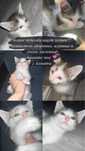 Котята ищут дом!