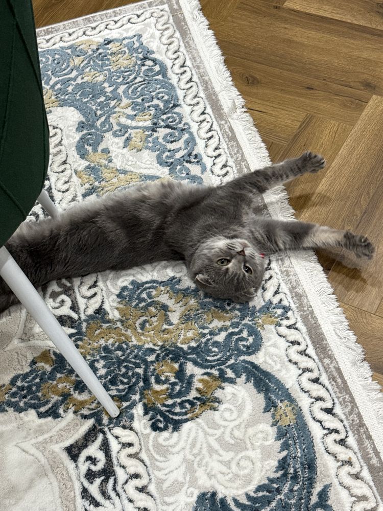 Кошка вислоухий