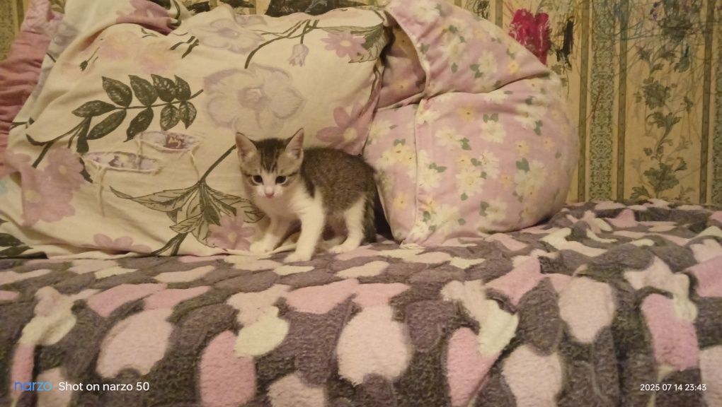 Котята отдам Даром