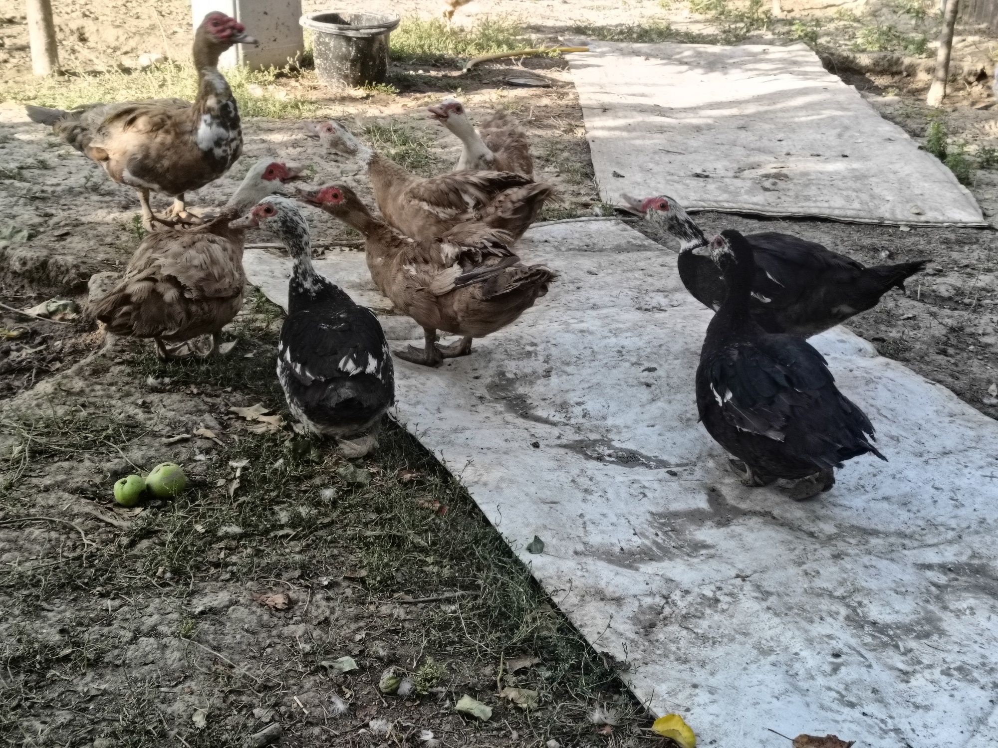 Продам или обмен приглогаите