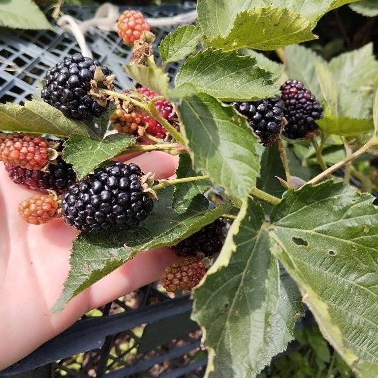 Саженцы голубики, клюквы ,айва , и тд