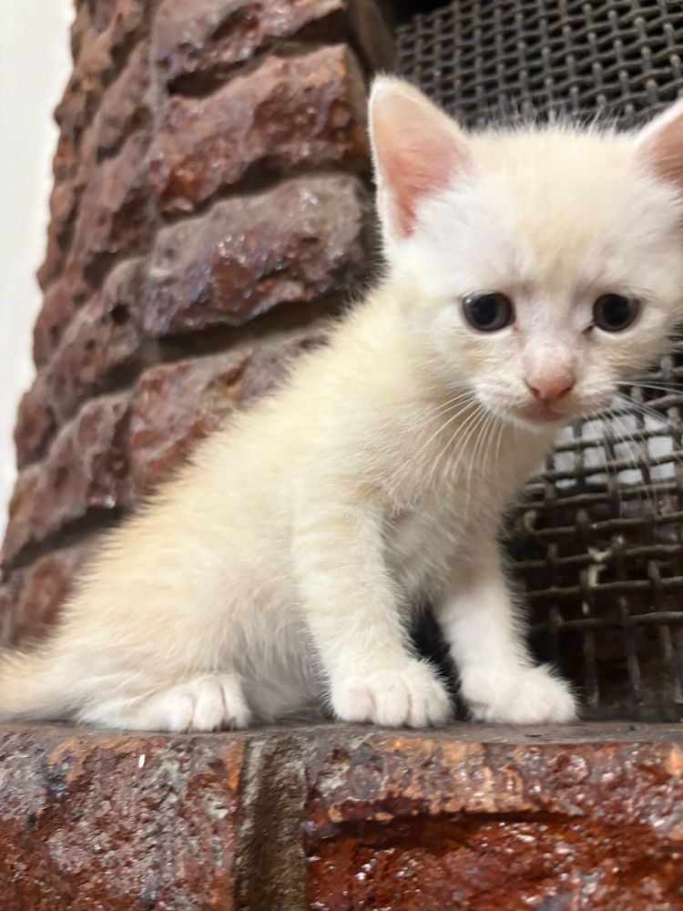 Отдам котят в хорошие руки