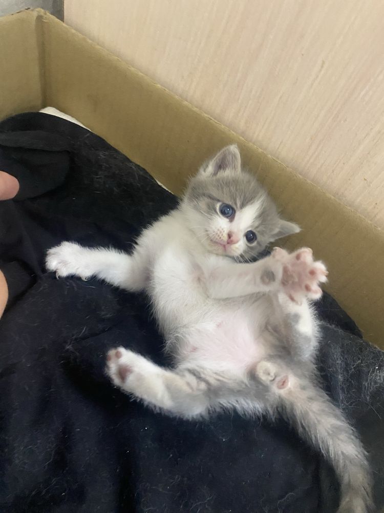 Кошки.перворожденные 25мая