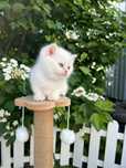 Котята готовы к переезду