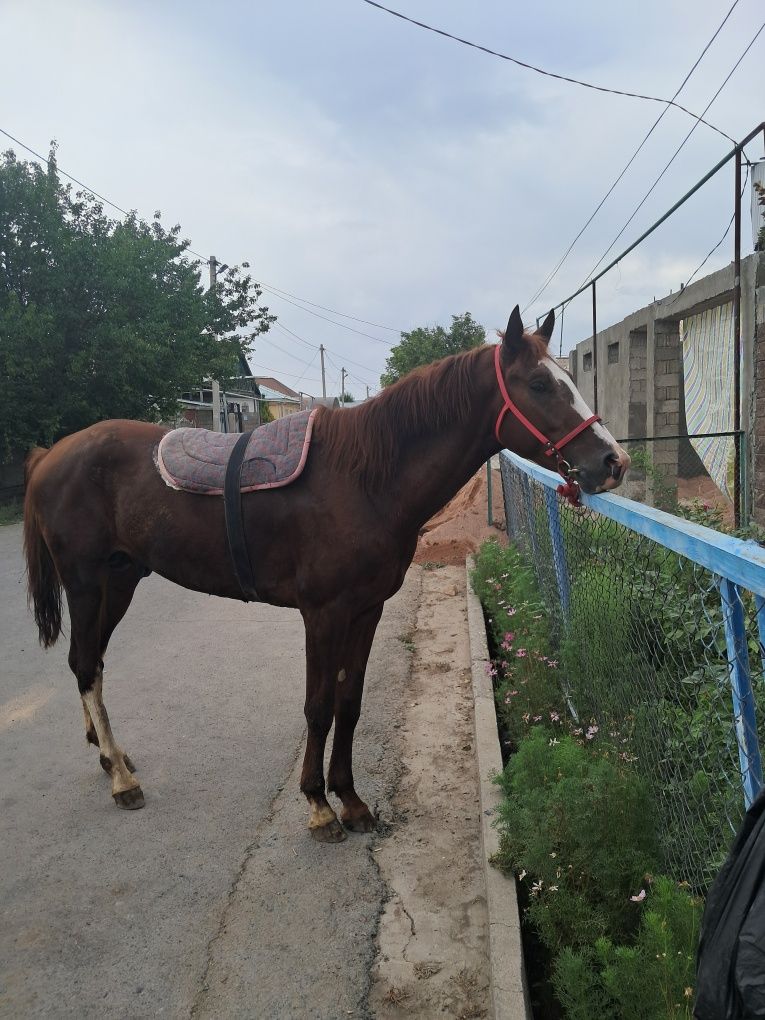 Жылкы Тай 1,5 жас