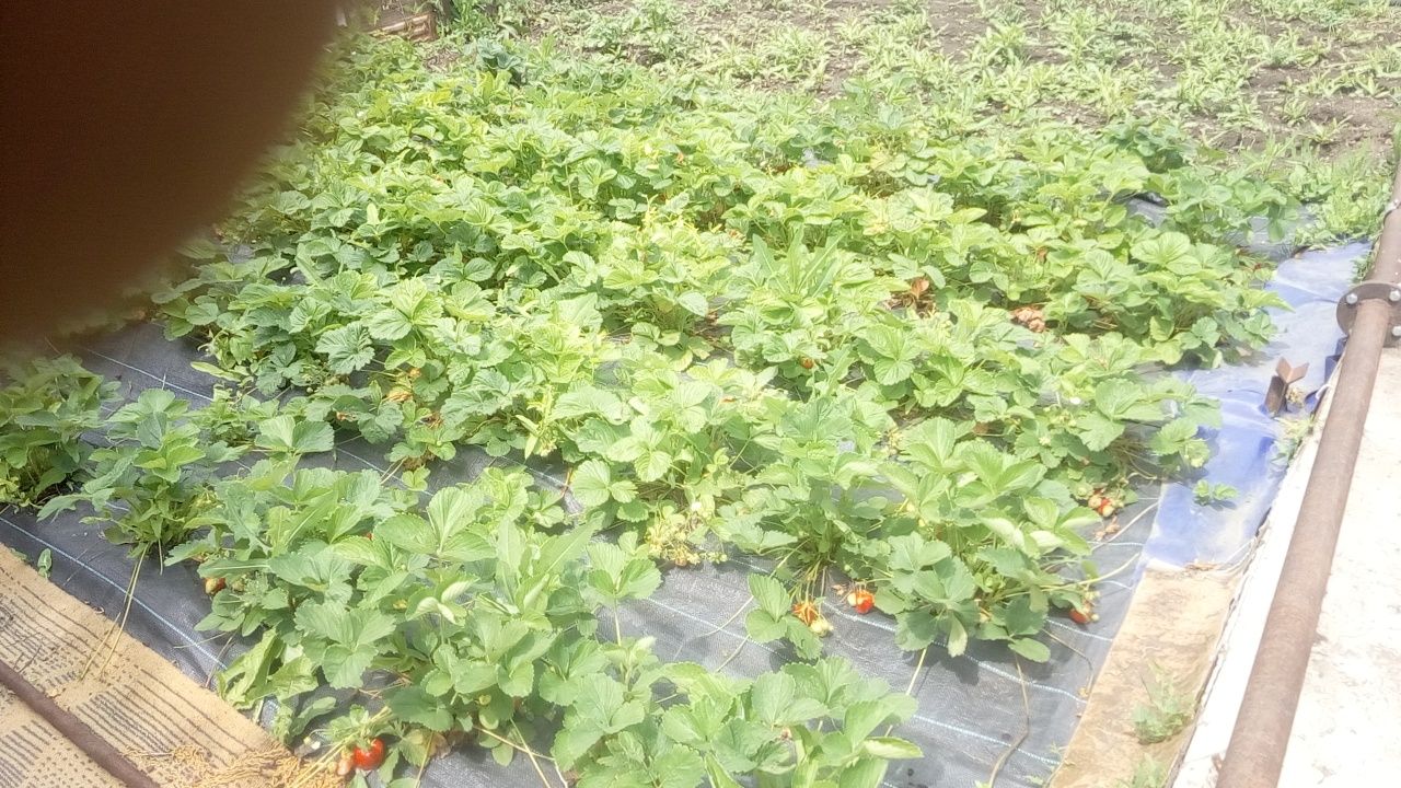 Продаю срочно дачу ДО МИЧУРИНЕЦ