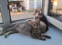 Котята в поисках любящий дом