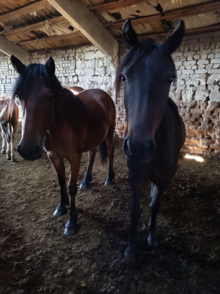Продам 3 тайки кобылки