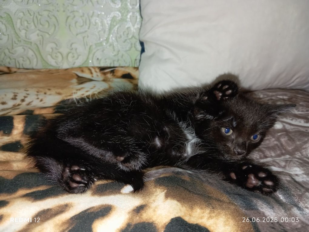 Отдам котят в добрые, любящие руки.