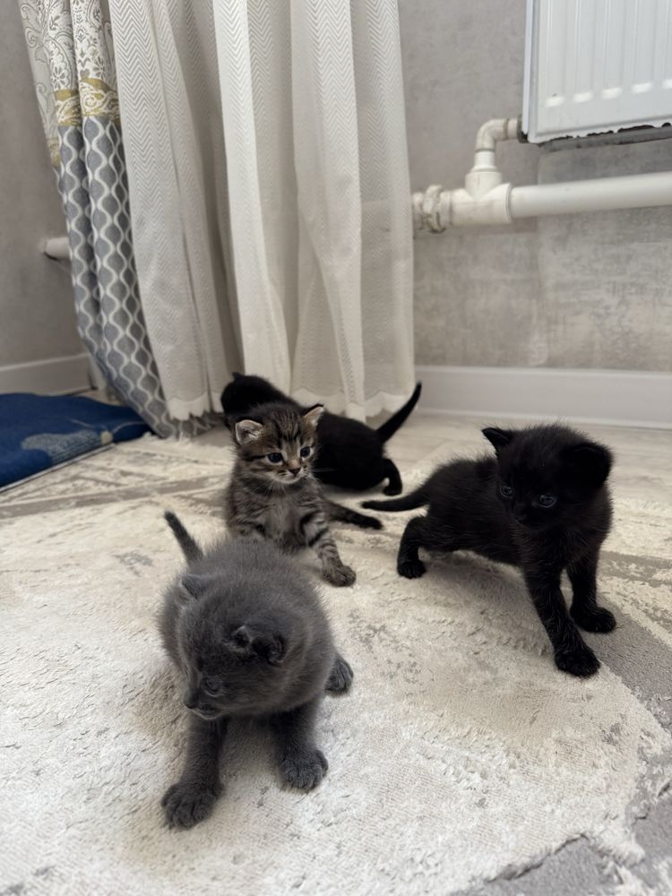 Отдаю котят в хорошие руки