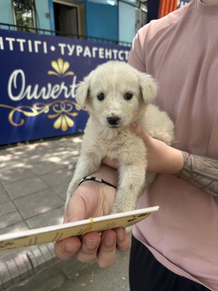 Щенок в добрые руки!