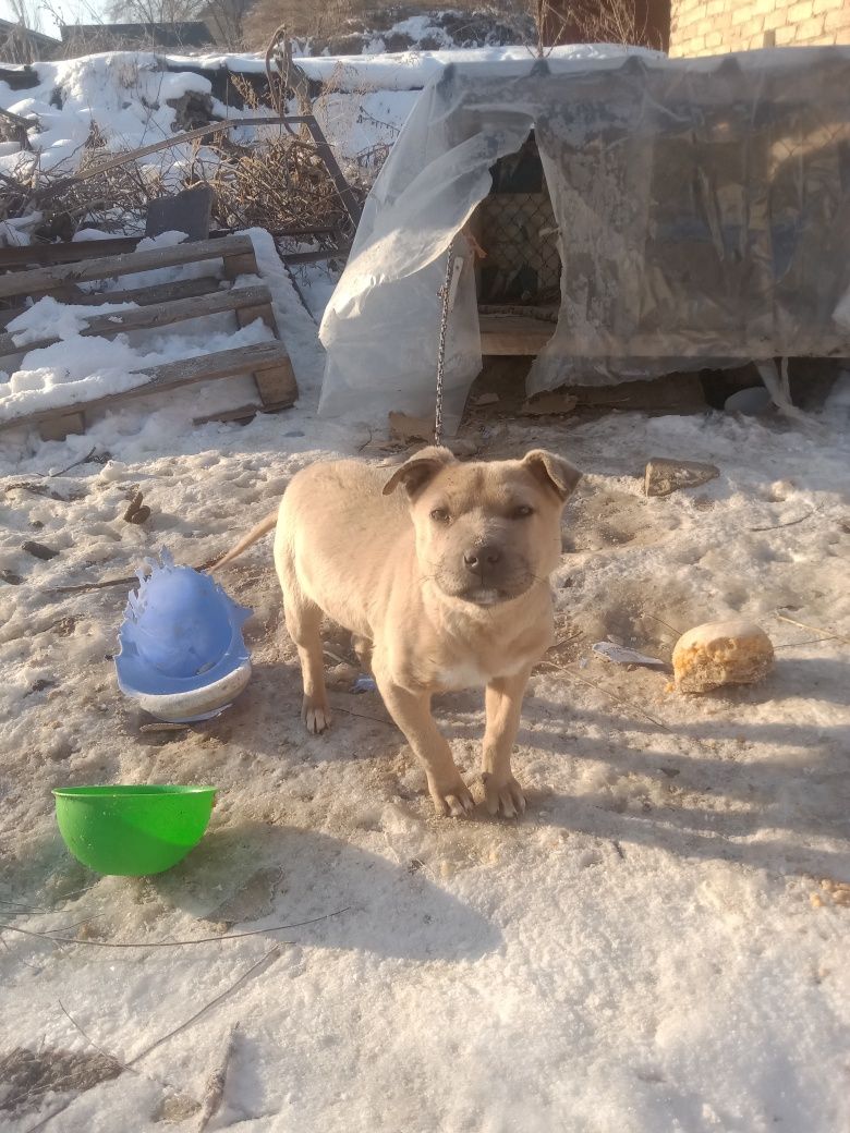 Пид булд кушык сатам