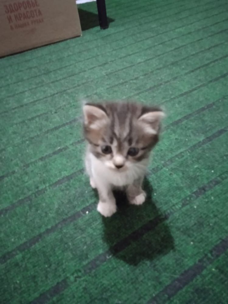 Отдам котят в хорошие руки