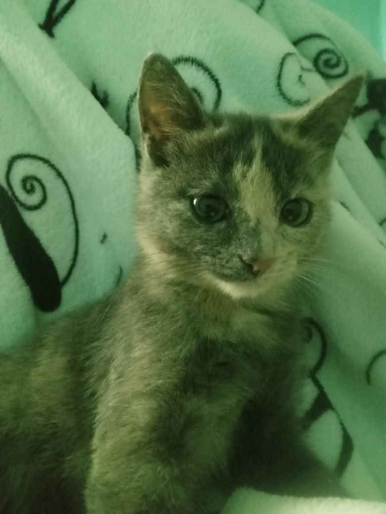 Отдам      котенка