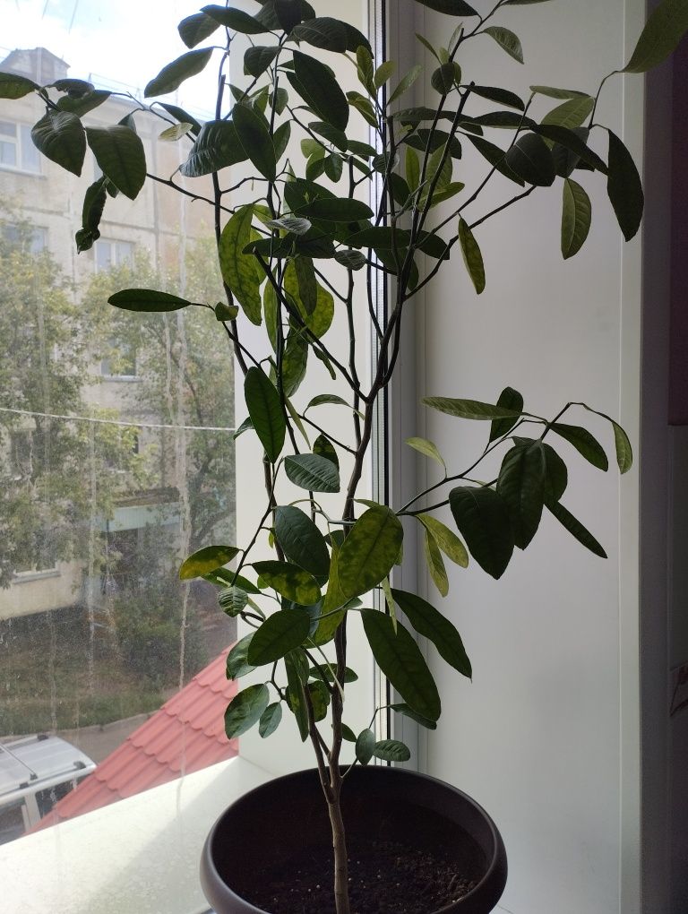 Комнатные растения