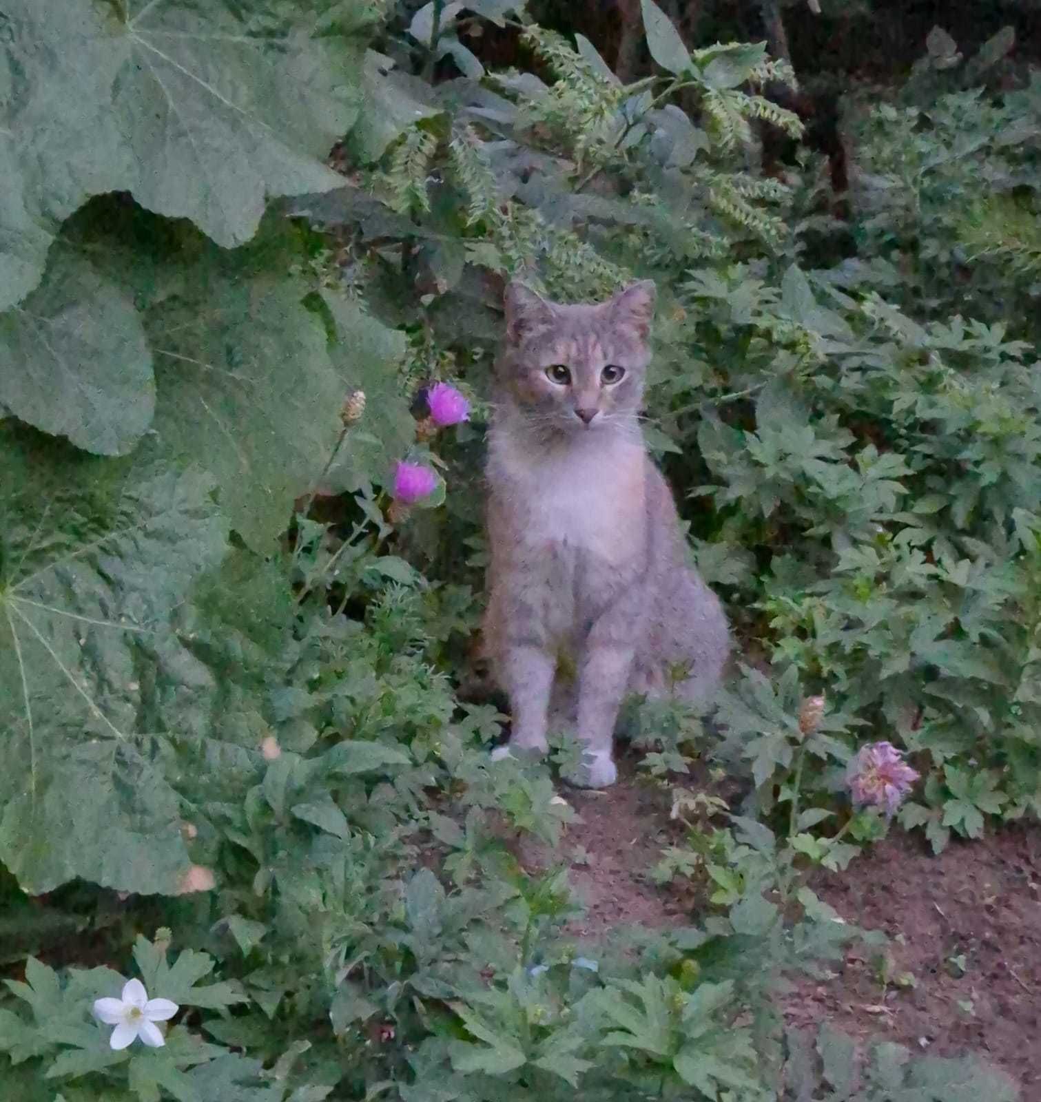 По дороге к счастью - Лиза и Жужжа