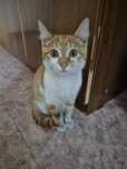 Котёнок рыжий кому надо