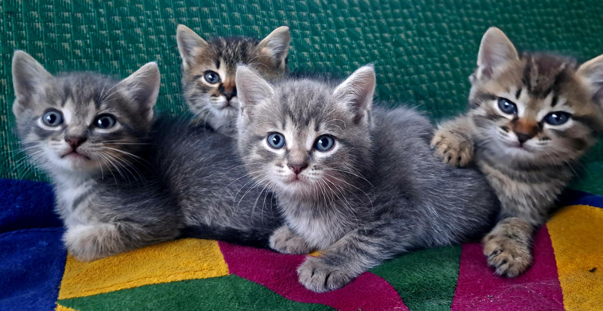 Красивые котята в хорошие руки