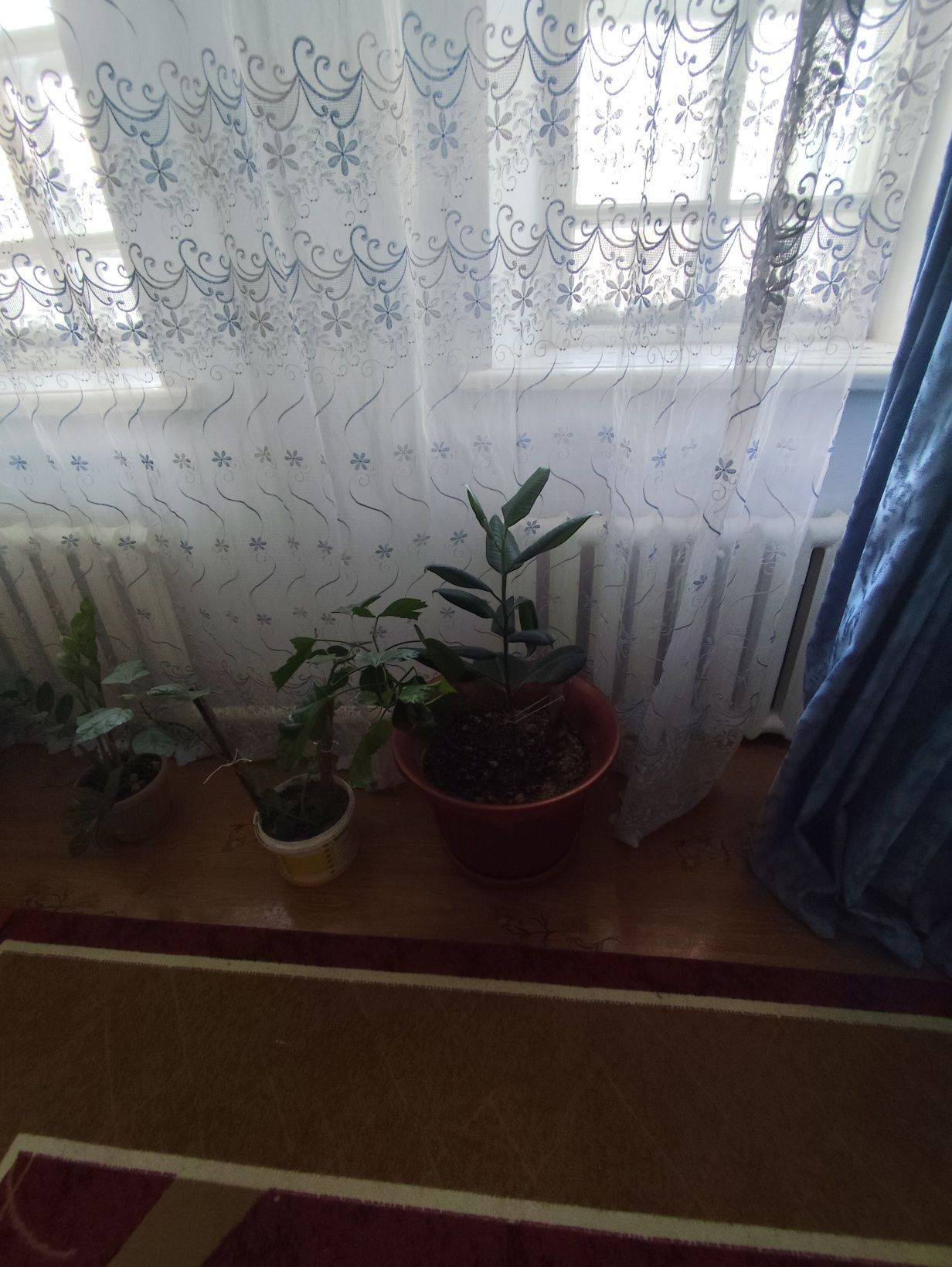 Уй гулдери сатылады