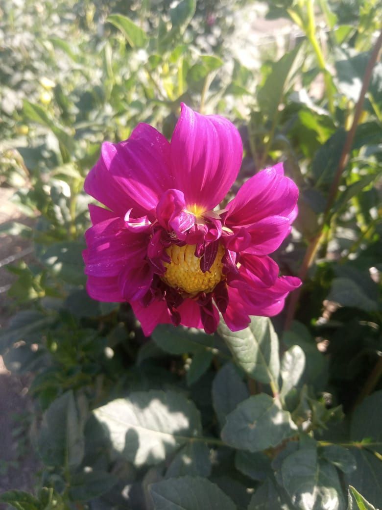 Продам кусты георгинов