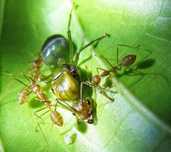 Муравьи Oecophylla smaragdina Экофилы