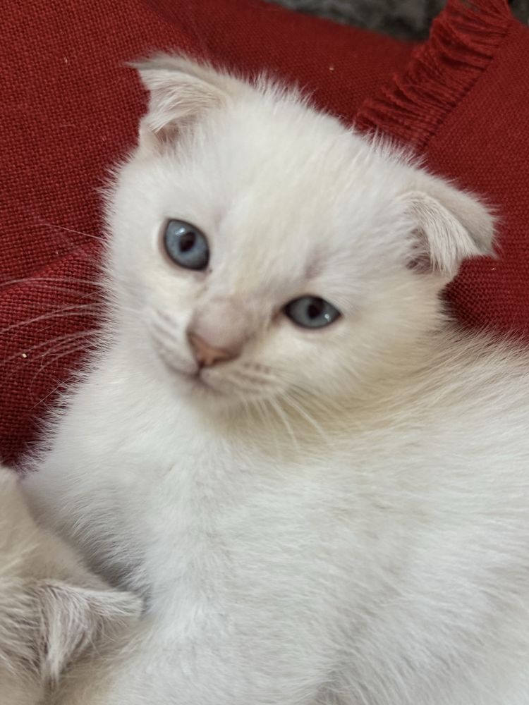Шотладские вислоухие котята