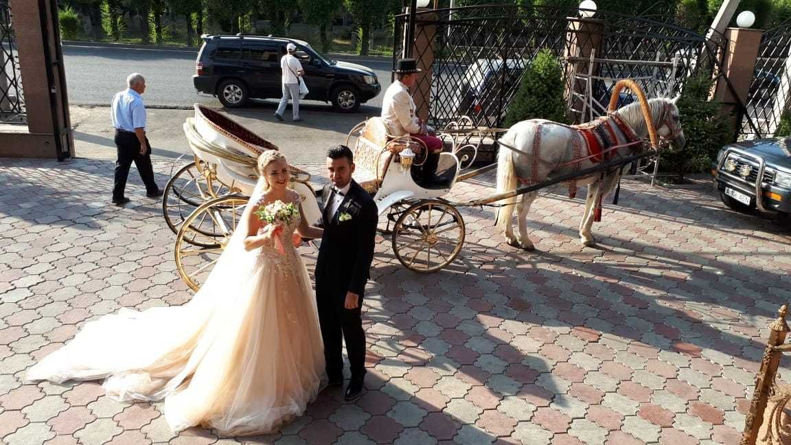 профессиональная ведущая, тамада