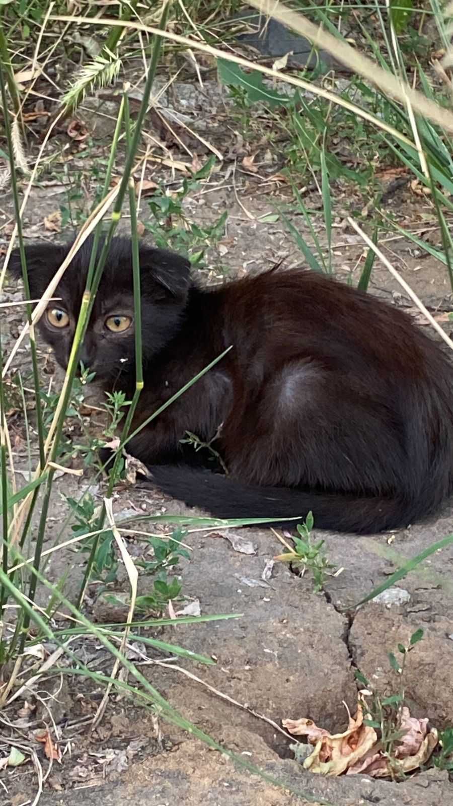 Нужна передержка котёнку! Срочно!
