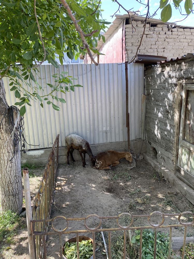 Продается бараны