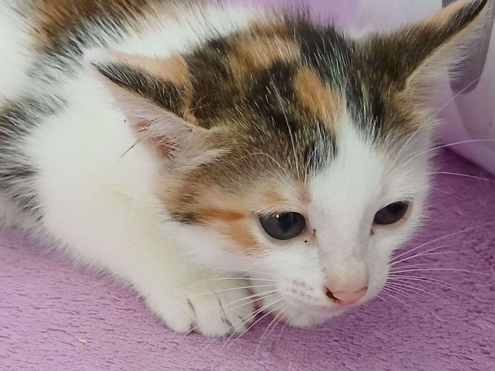 Кисоньки, 1,5 мес. в дар