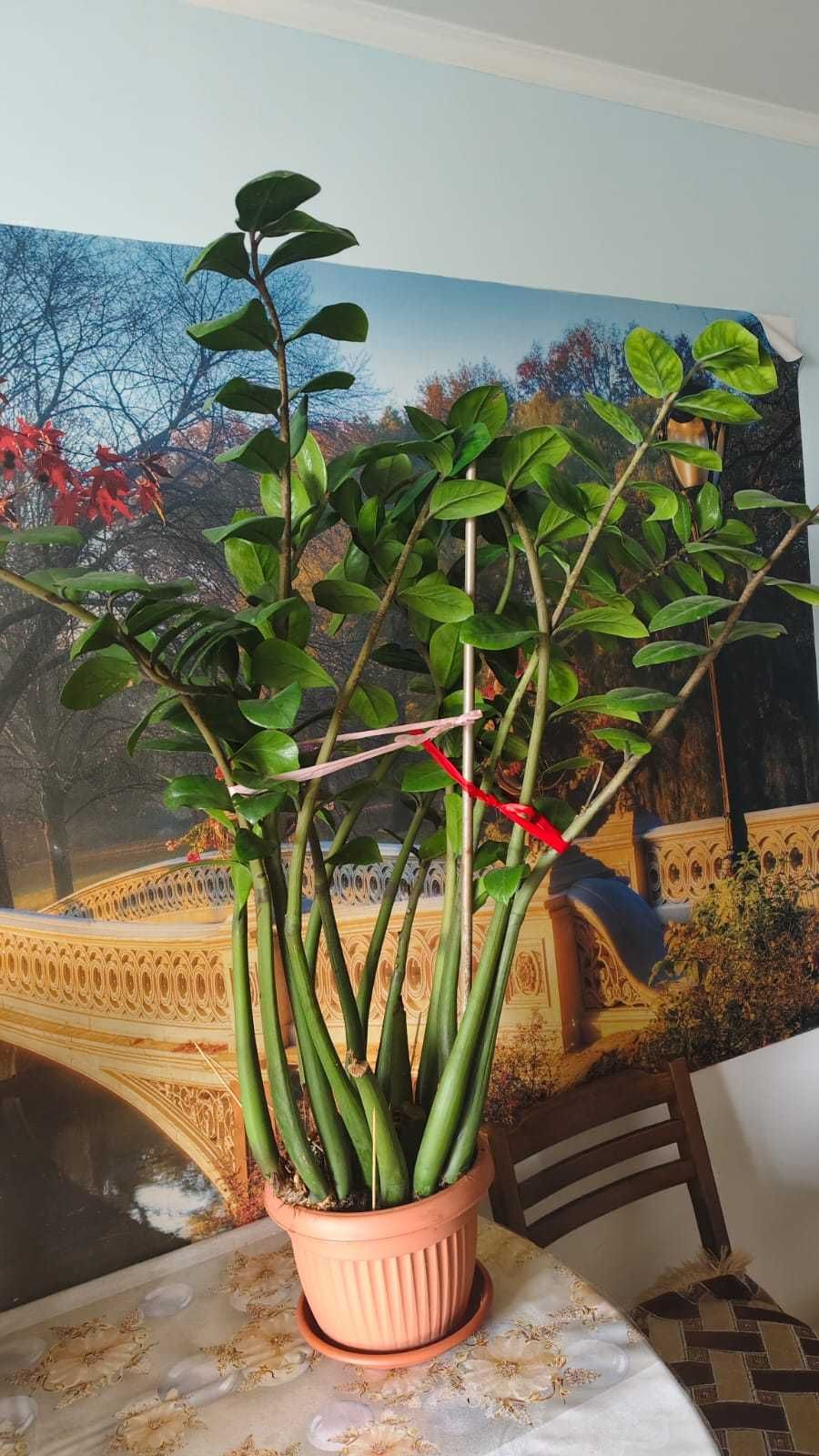 Продам комнатные растения