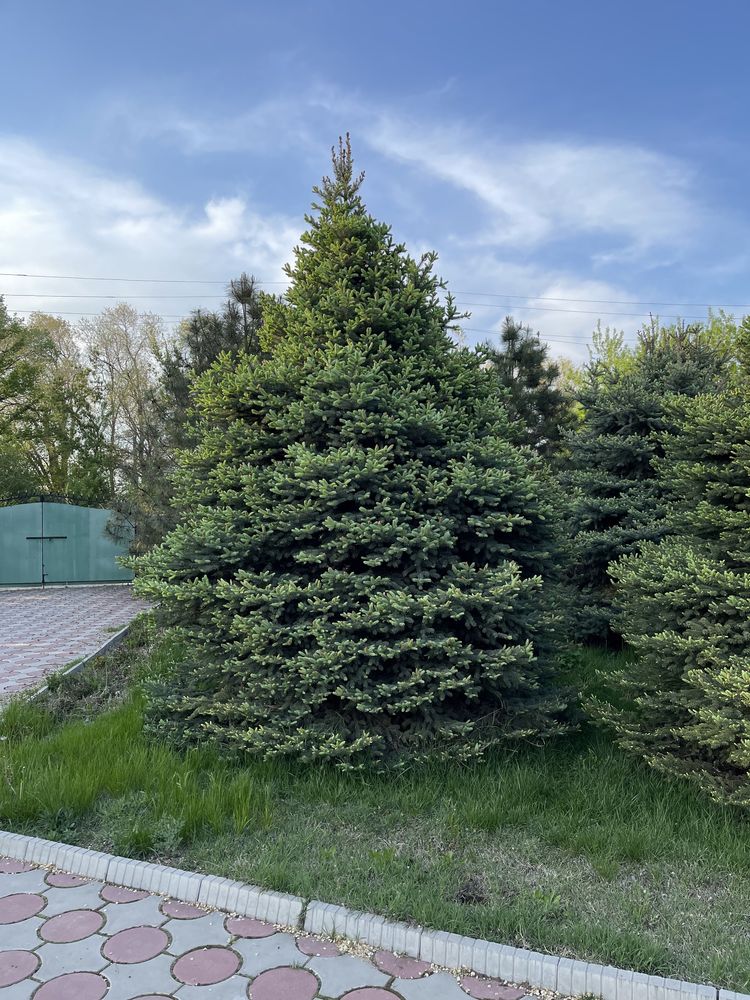 Голубая Ель