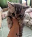 Британские котята мальчики, 1.5 мес