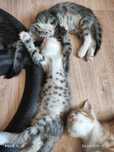 Котята, 2 месяца. Три рыжика,  и 2 серых красавца.Отдам