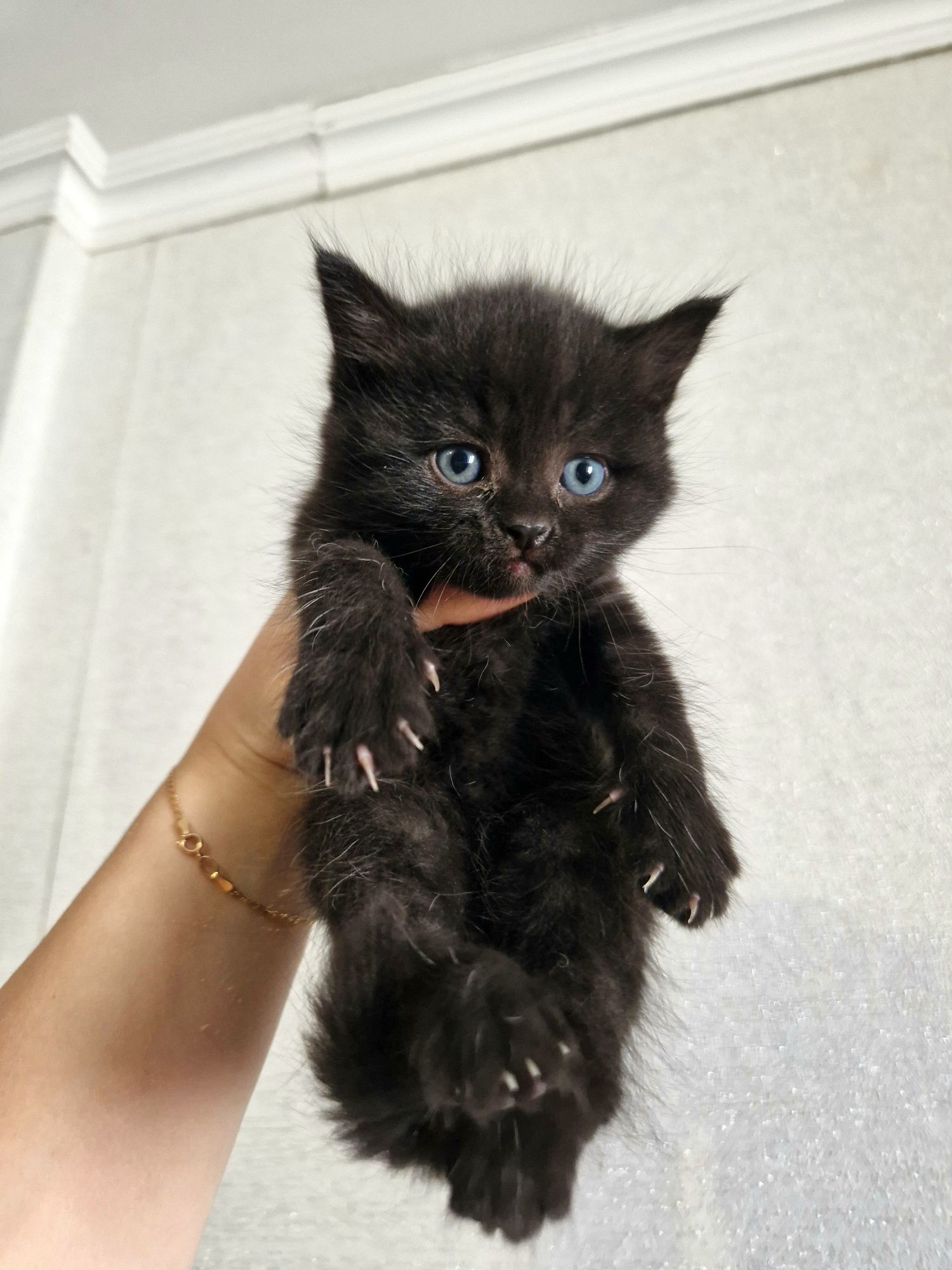 Отдам котёнка в надёжные руки