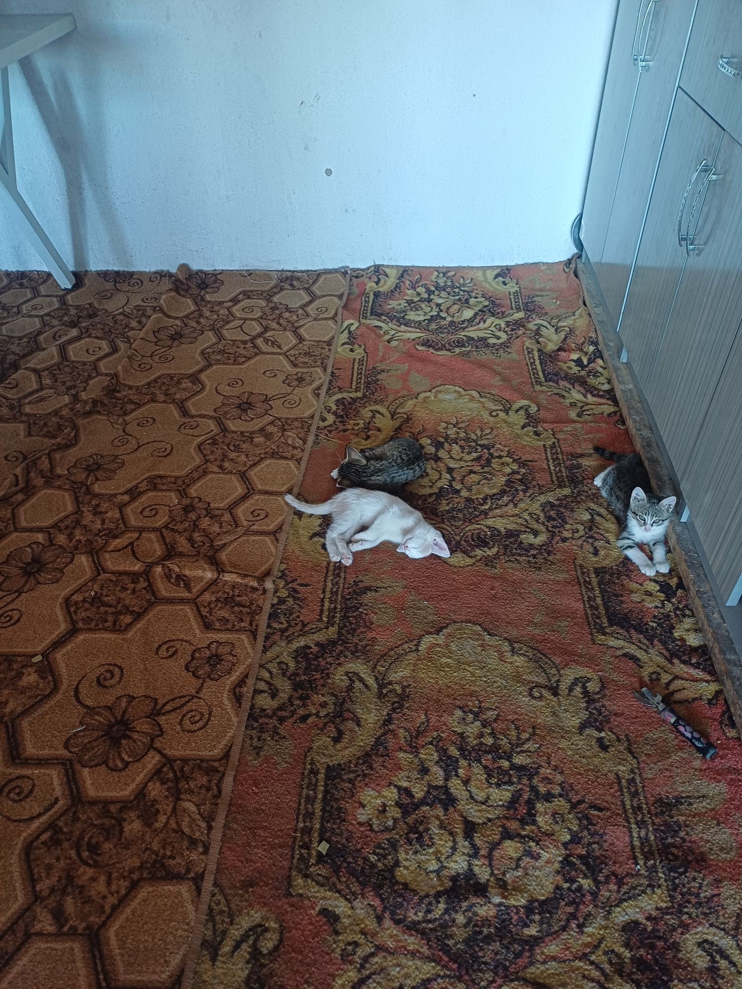 Котенок кошка котёнок