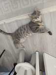 Отдам кота хорошим хозяевам
